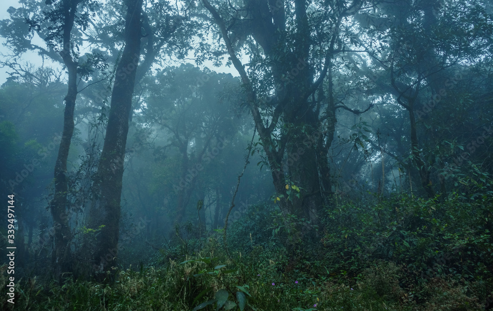 Cloudy tropical jungle high altitude forest seen when climbing Slamet volcano in central Java, Indonesia Cloudy tropical jungle high altitude forest seen when climbing Slamet volcano in central Java, Indonesia