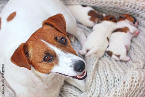 mom jack russell terrier with her newborn puppies in her house, mom's day © Nataliia Makarovska