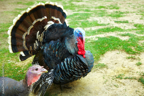 Domestic male turkey is a large fowl.It belongs to genus Meleagris and the same as the wild turkey.It is a popular form of poultry.Intensive farming has made the product very chief in the market photo