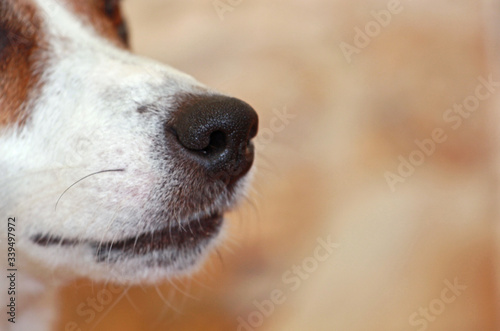 dog nose Jack Russell Terrier close-up, horizontal