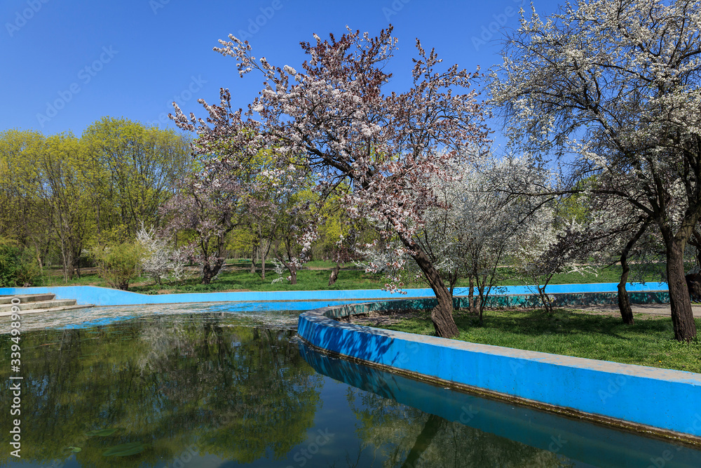 Deserted spring park with flowering trees. No people. Concepts - Stay at home, save live, self-isolation. Coronavirus Pandemic lifestyles Deserted spring park with flowering trees. No people. Concepts - Stay at home, save live, self-isolation. Coronavirus Pandemic lifestyles