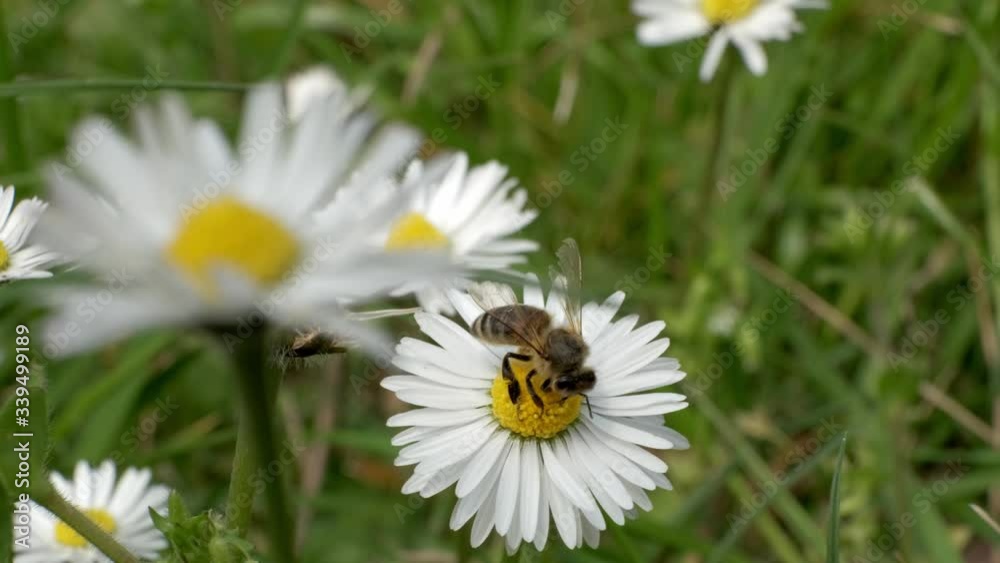 Bee pollinating daisy flowers in green grass field on a spring day, Macro Bee pollinating daisy flowers in green grass field on a spring day, Macro