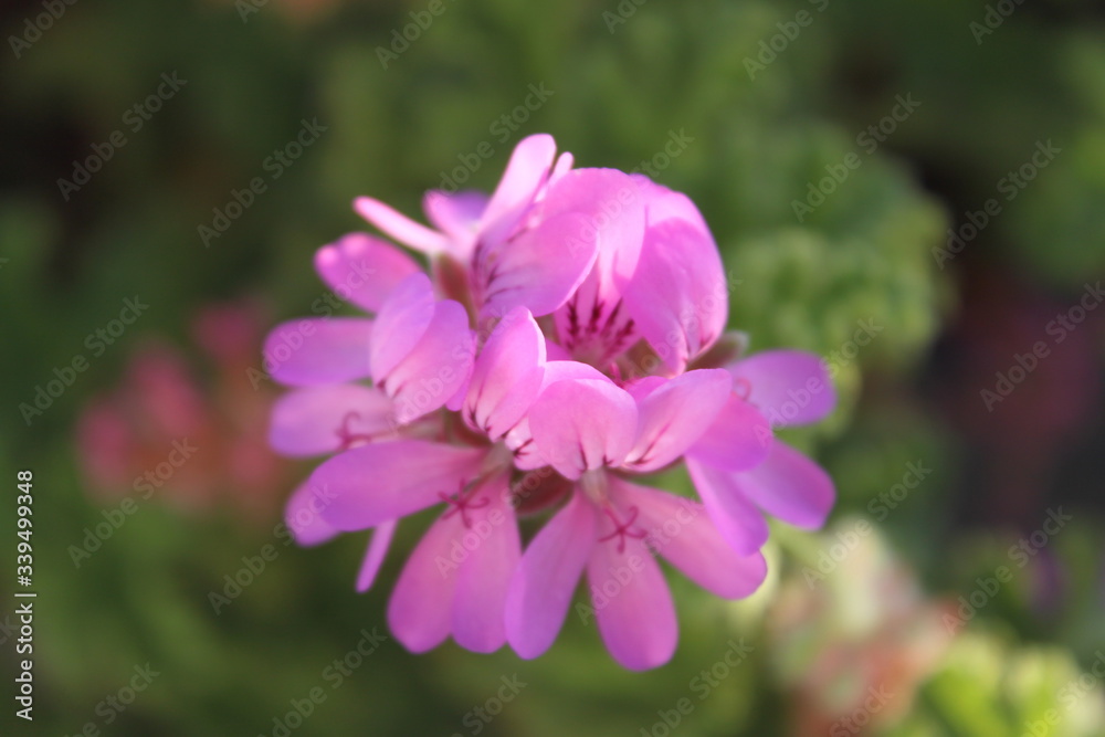 close up of a pink flower close up of a pink flower