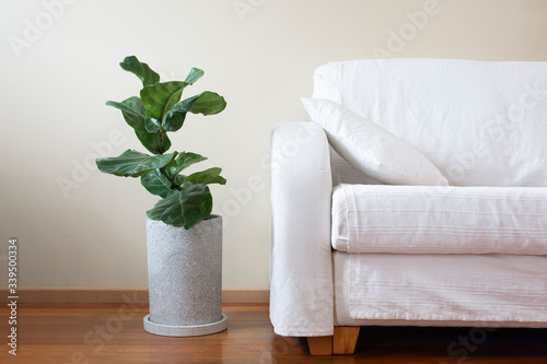 modern living room with white sofa and indoor plant, ficus lyrata in concrete pot