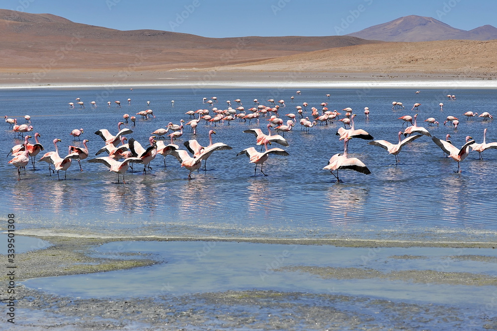 Naklejka premium Pink flamingos on a mountain lake in Bolivia.
