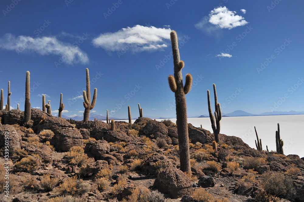Huge cacti on the island of Pescado in the desert of Solar de Uyuni. Bolivia.