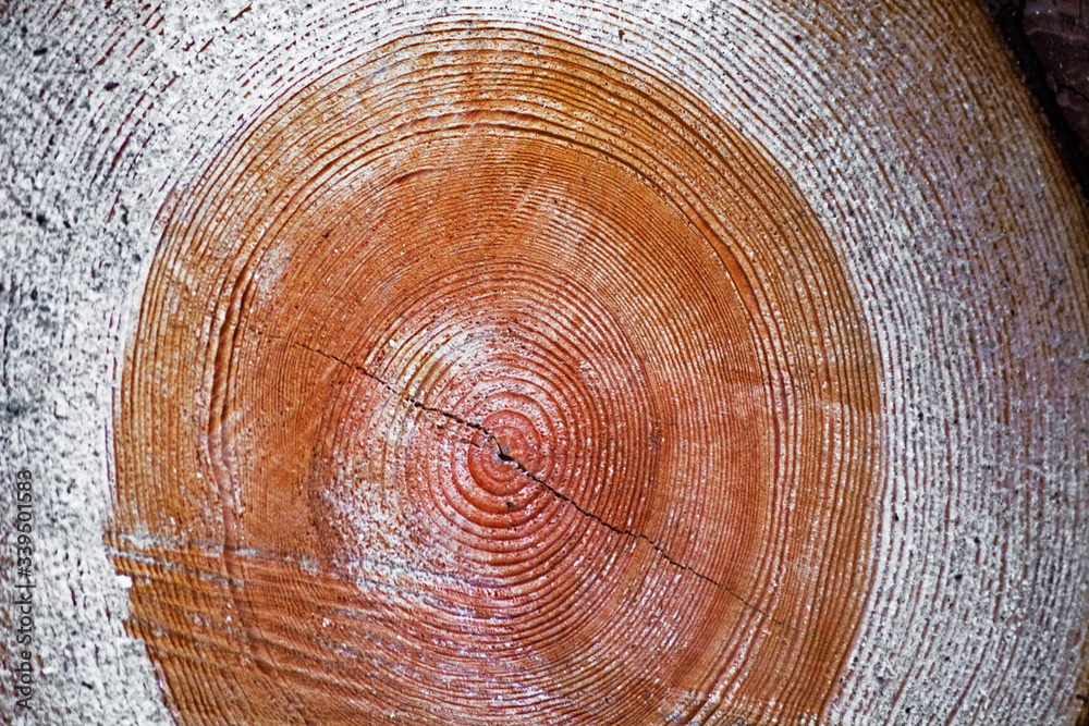 Naklejka premium wood texture background