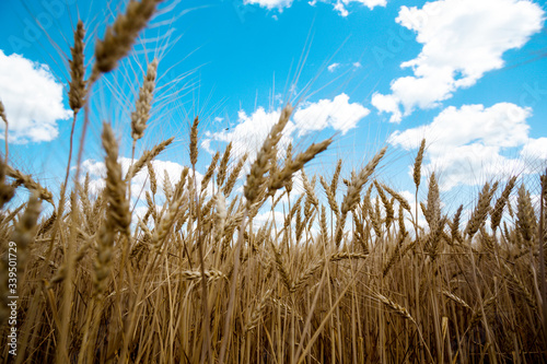 view at the wheat field