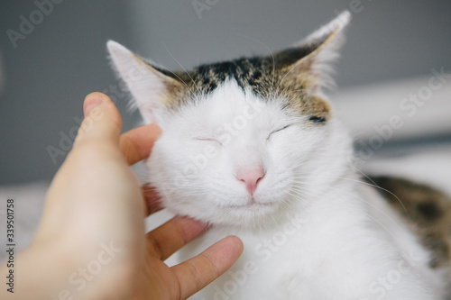 Angry cat bites woman's finger. Playful cat photo