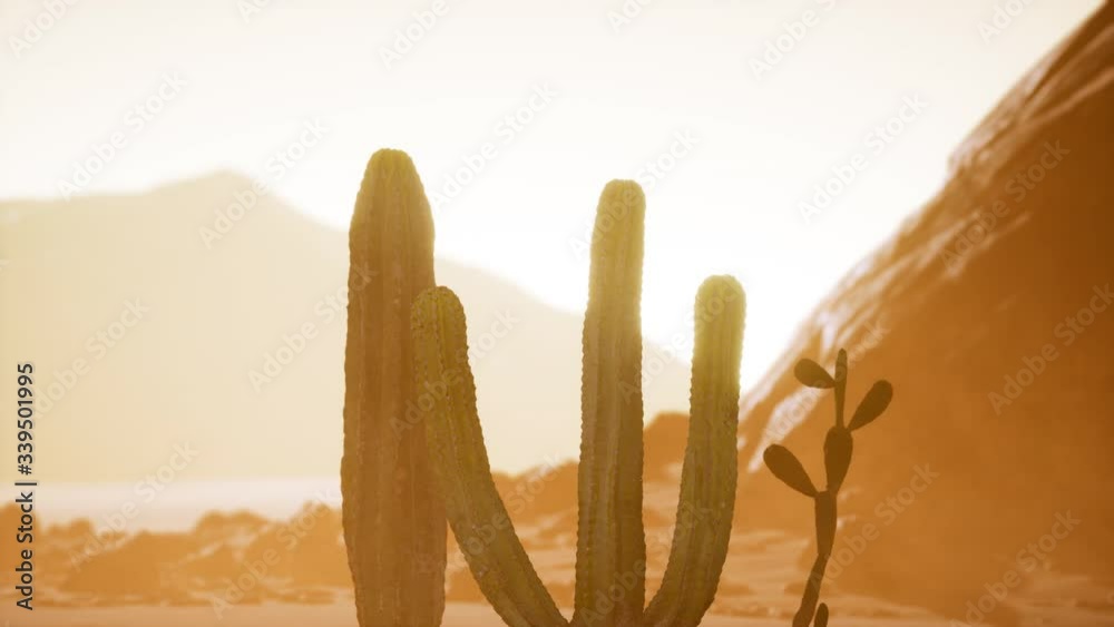 Arizona desert sunset with giant saguaro cactus