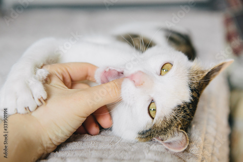 Angry cat bites woman's finger. Playful cat photo