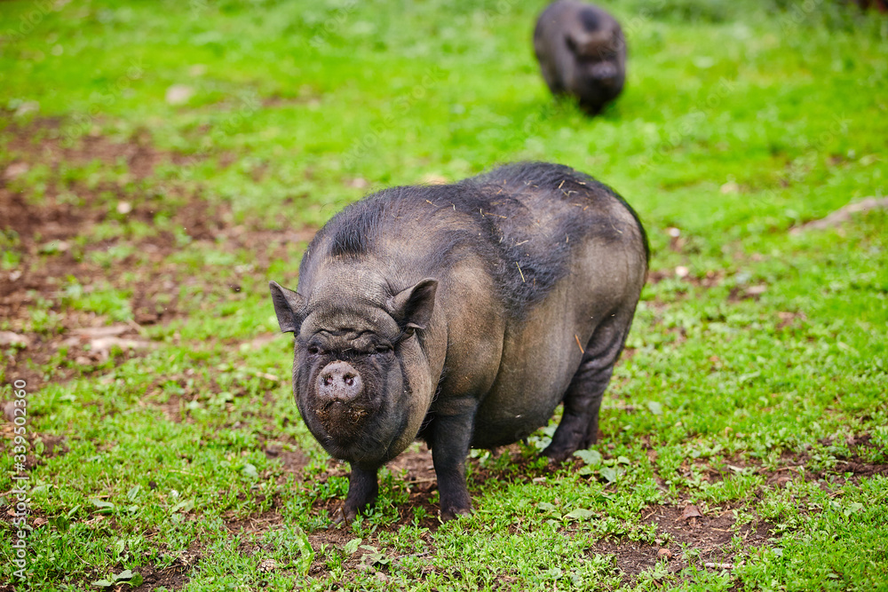 Vietnamese pig on a green pasture. Pet on the farm Vietnamese pig on a green pasture. Pet on the farm