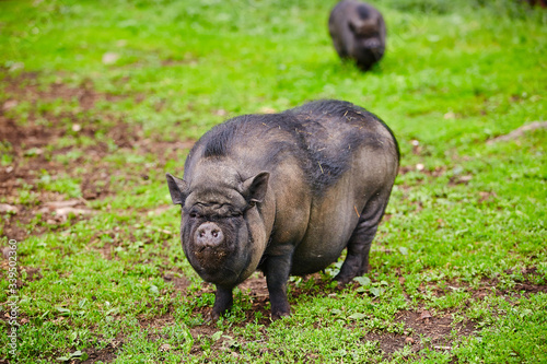 Vietnamese pig on a green pasture. Pet on the farm