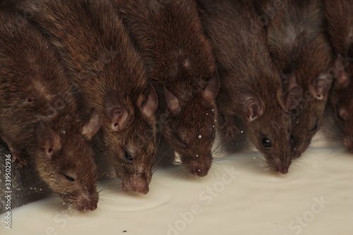 Rat's drinking milk in Karni Mata Temple, Rajasthan, rat temple.