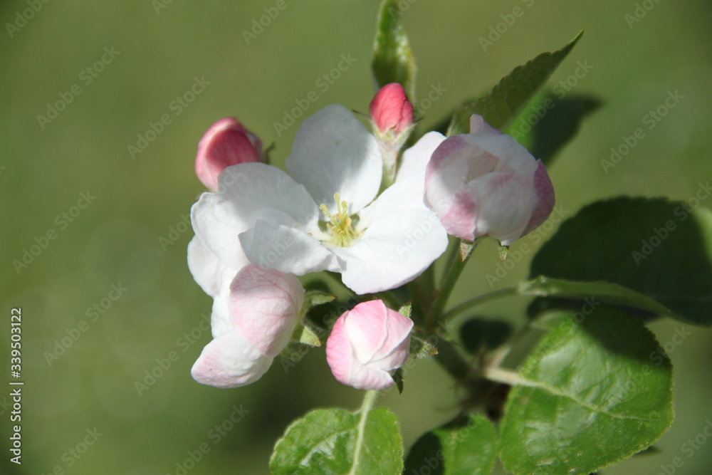 Fototapeta premium White fresh apple tree bud fertile blossom