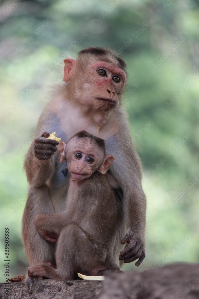 Naklejka premium Mom monkey feeds the baby