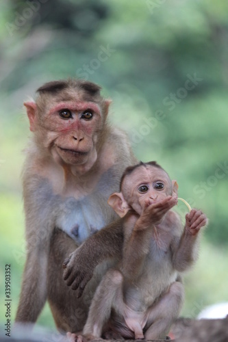Mom monkey feeds the baby