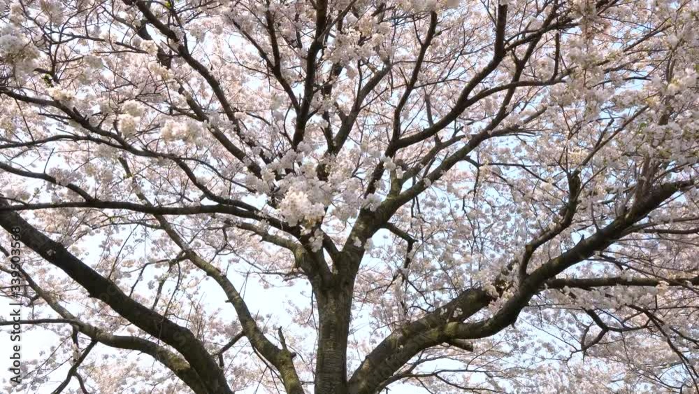 桜並木の桜のある風景 桜並木の桜のある風景