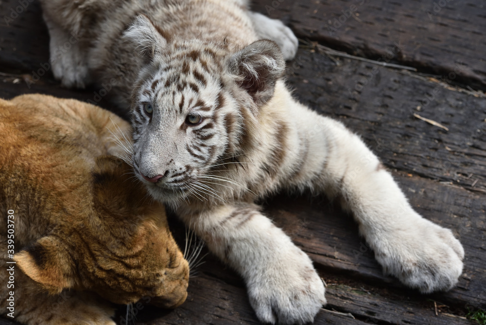 Fototapeta premium White tiger, a king of cats