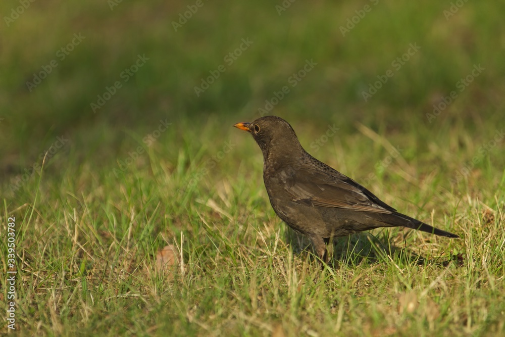 Obraz premium Eine weibliche Amsel sitzt im Frühling am Abend bei Sonnenschein auf einer grünen Wiese, turdus merula