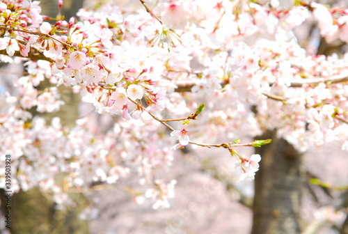 桜 © 大津 菜穂子