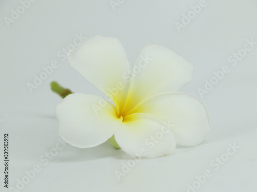 Plumeria flowers in bright colors isolated on white background