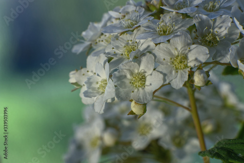 spirea nipponica, Japanische strauchspiere, snowmound photo