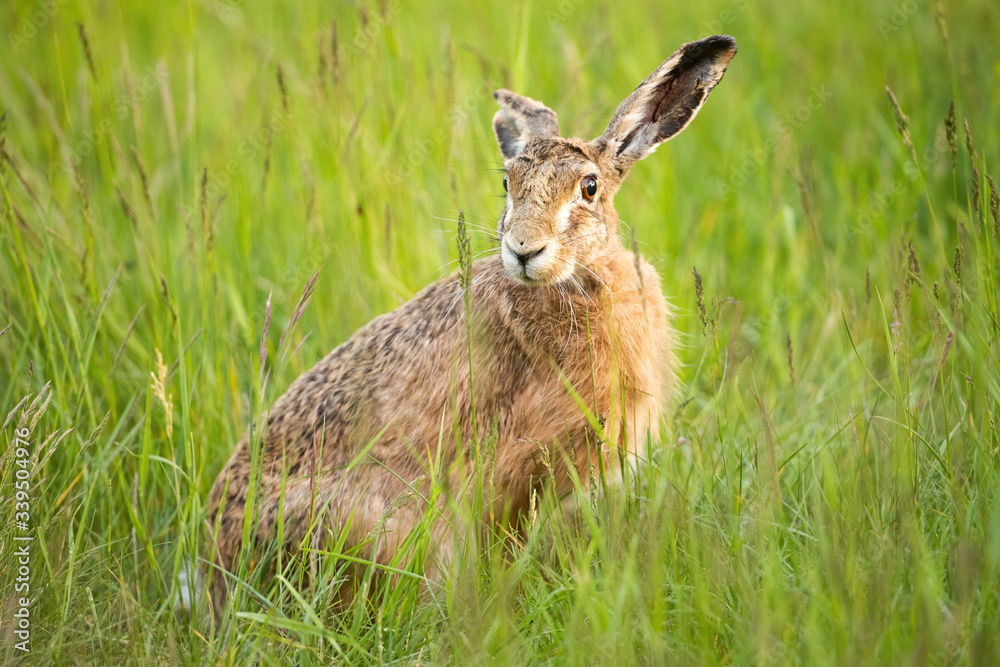 Cute brown hare, lepus europaeus, hiding in green grass and facing camera on spring meadow. Adorable wild animal with long ears watching in summer from low angle. Cute brown hare, lepus europaeus, hiding in green grass and facing camera on spring meadow. Adorable wild animal with long ears watching in summer from low angle.
