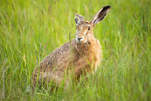 Fototapeta Naklejka Na Ścianę i Meble -  Cute brown hare, lepus europaeus, hiding in green grass and facing camera on spring meadow. Adorable wild animal with long ears watching in summer from low angle.