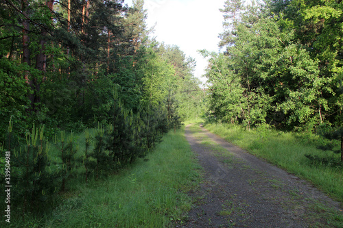 Beautiful summer landscape with the road in the forest. No people. Morning walk in the woods. Hd wallpaper forest nature wallpapers for desktop backgrounds.