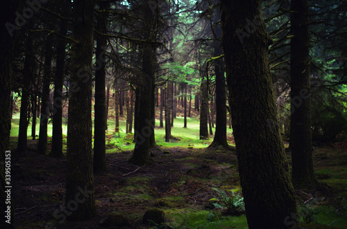 Green fairy tail forest © Jaque