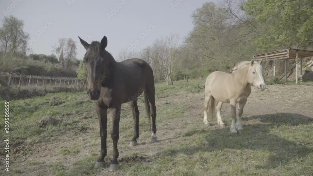 panning video of two horses looking to you close to a vineyard, in a countryside panning video of two horses looking to you close to a vineyard, in a countryside