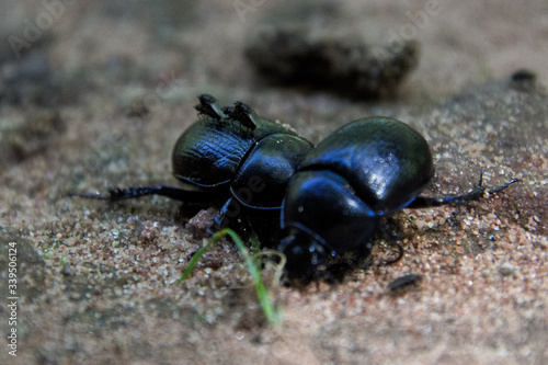 Käfer mit Fliegen transport © Dennis