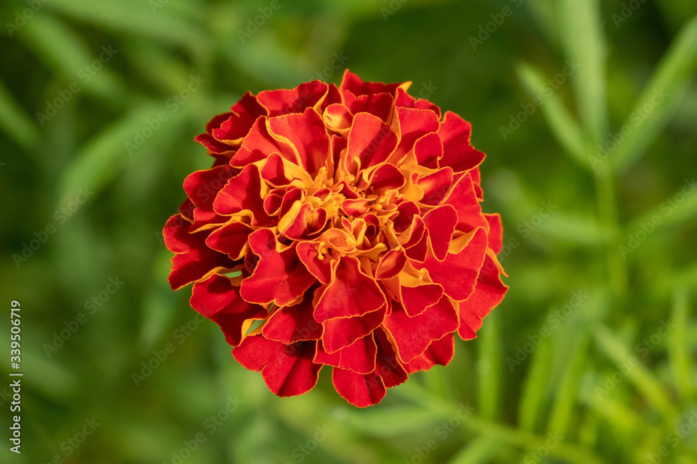 Beautiful marigold flower on blur green background