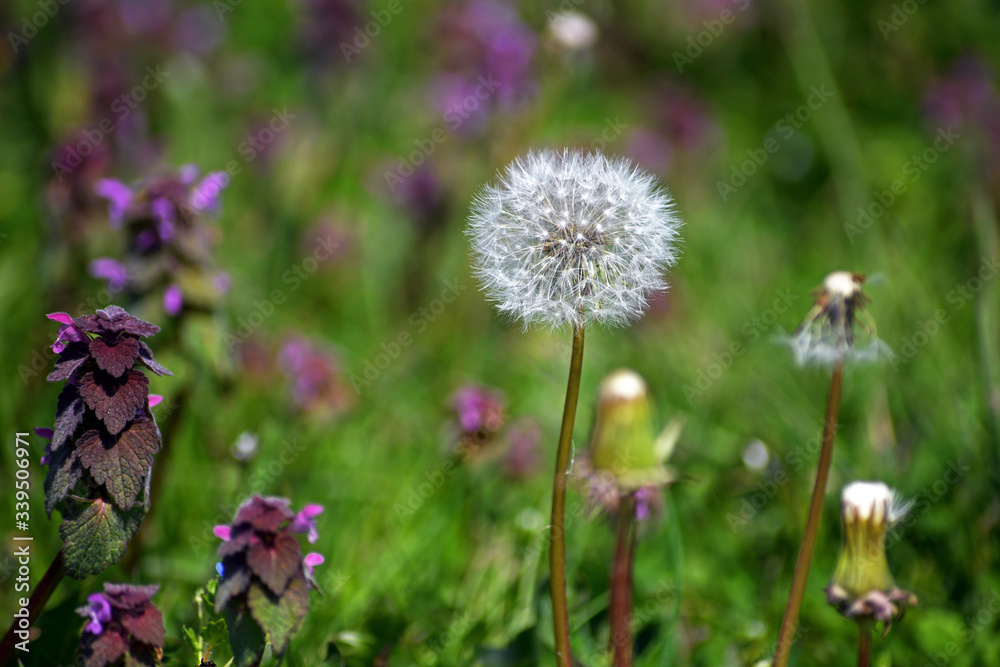 A beautiful dandelion flower in a meadow in the wild during spring. Beautiful white dandelions with seeds on meadow in the sunlight. Green grass full of spring flowers. A fluffy seed blowball. A beautiful dandelion flower in a meadow in the wild during spring. Beautiful white dandelions with seeds on meadow in the sunlight. Green grass full of spring flowers. A fluffy seed blowball.