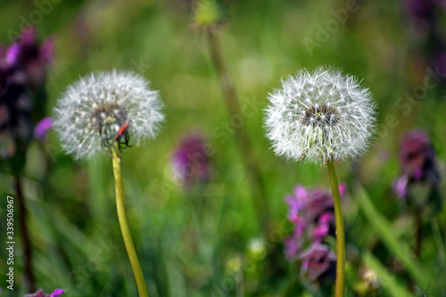 A beautiful dandelion flower in a meadow in the wild during spring. Beautiful white dandelions with seeds on meadow in the sunlight. Green grass full of spring flowers. A fluffy seed blowball.