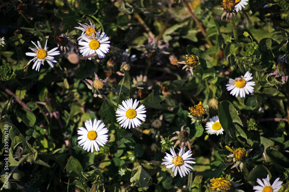 A meadow full of spring flowers. Clover in bloom and daisies in green grass. A meadow full of spring flowers. Clover in bloom and daisies in green grass.