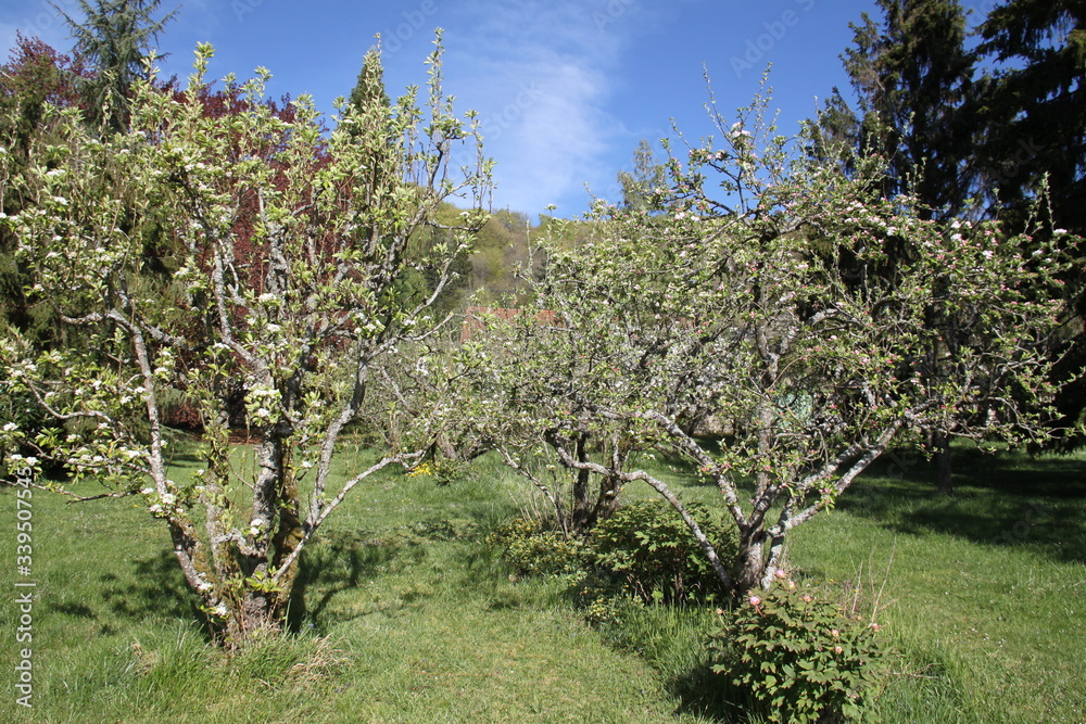 White fresh apple tree bud fertile blossom