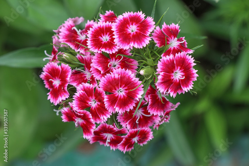 Dianthus barbatus, sweet william flower plant blooming over green background photo