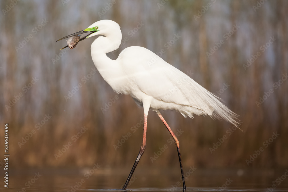 Fototapeta premium Egret eating fish