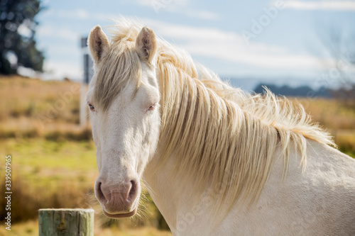 White wild horse closeup