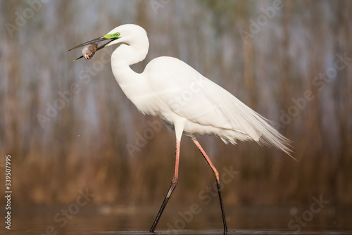 Egret eating fish