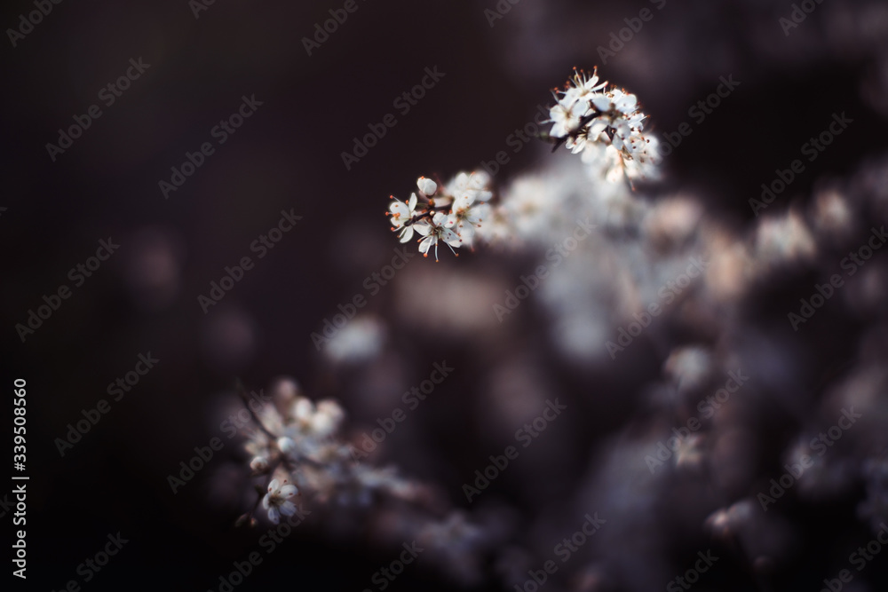Blossoming tree branches with copy space - spring time concept with copy space. Blossoming tree branches with copy space - spring time concept with copy space.