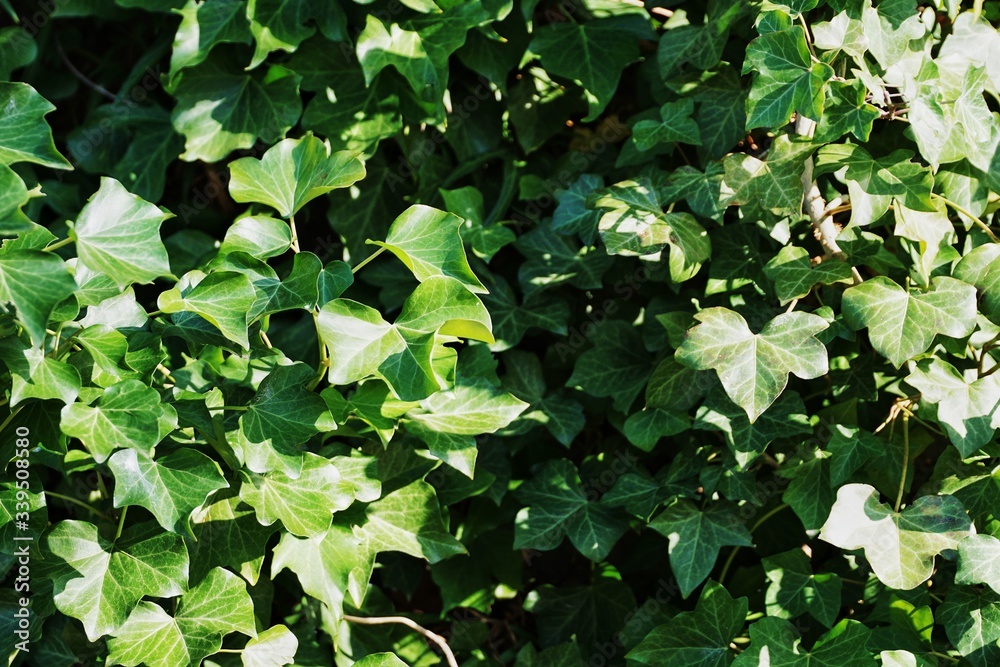 green ivy background in the sun