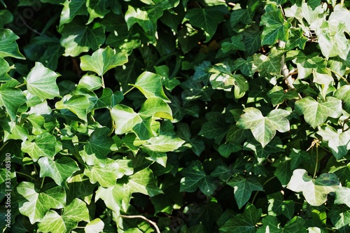 Obraz na płótnie green ivy background in the sun w salonie