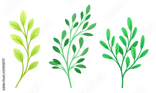 Sprigs and Twiglets with Green Leaves Vector Set