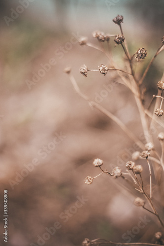 Full frame close up shot of wild flowers © lisaschaetzle