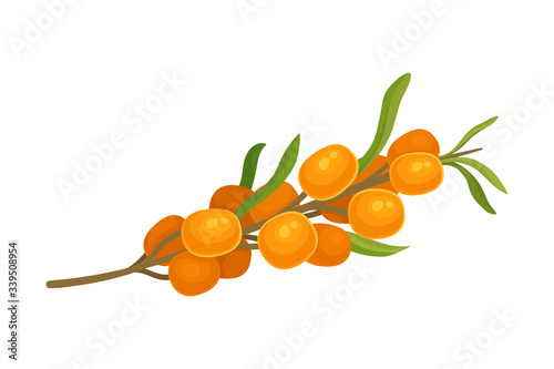 Orange Sea Buckthorn Berries Branch Isolated on White Background Vector Illustration