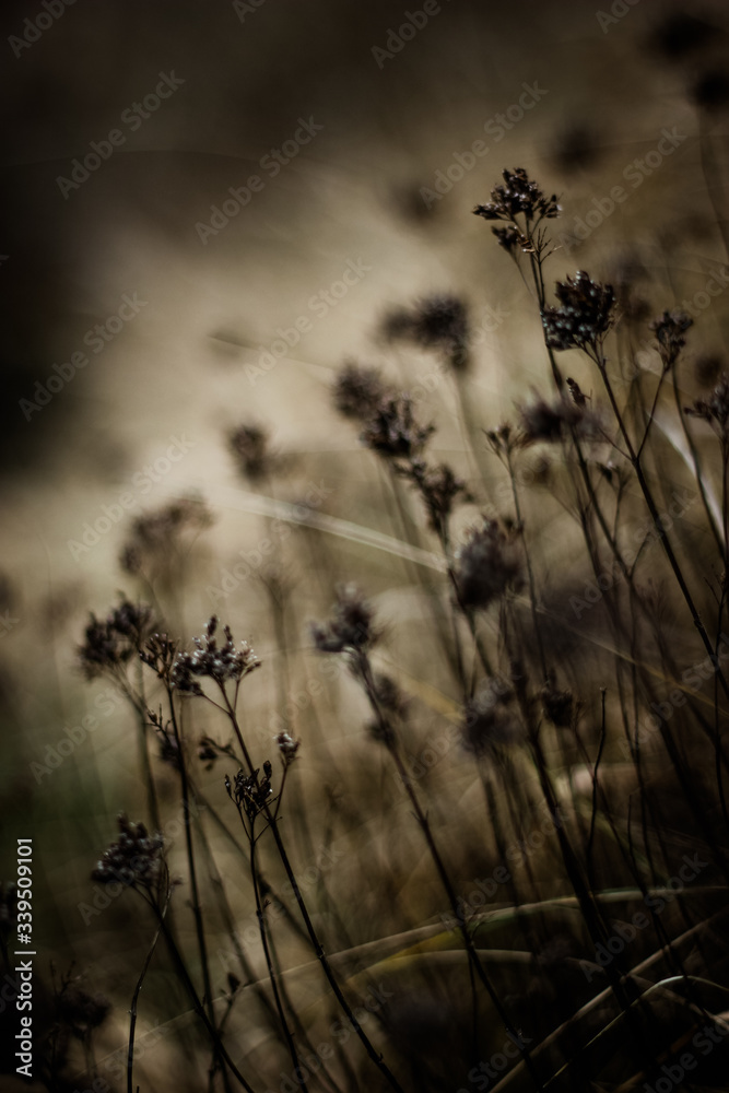 Obraz premium Aesthetic close-up of dry grass