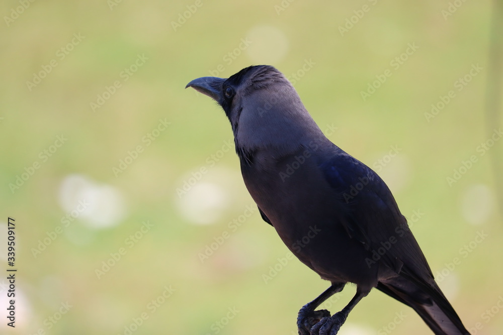 image of a house crow perching on footpath in Chennai (India) image of a house crow perching on footpath in Chennai (India)